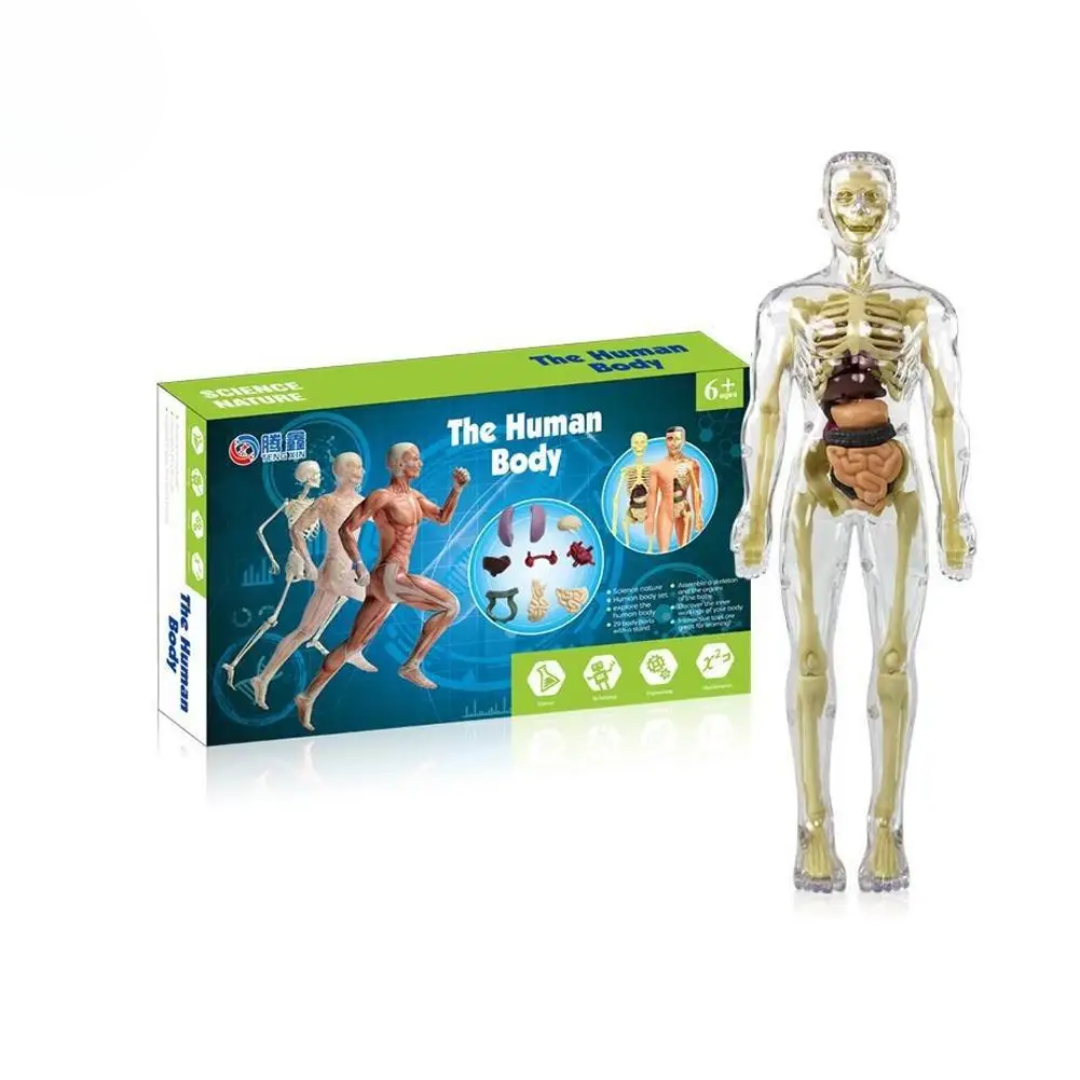 Ontdek het menselijk lichaam met de Body Buddy Anatomie Set