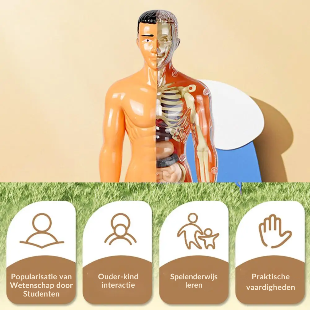 Ontdek het menselijk lichaam met de Body Buddy Anatomie Set
