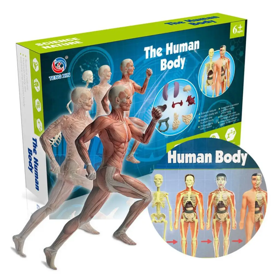 Ontdek het menselijk lichaam met de Body Buddy Anatomie Set