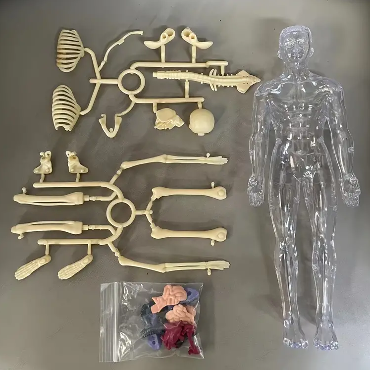 Ontdek het menselijk lichaam met de Body Buddy Anatomie Set