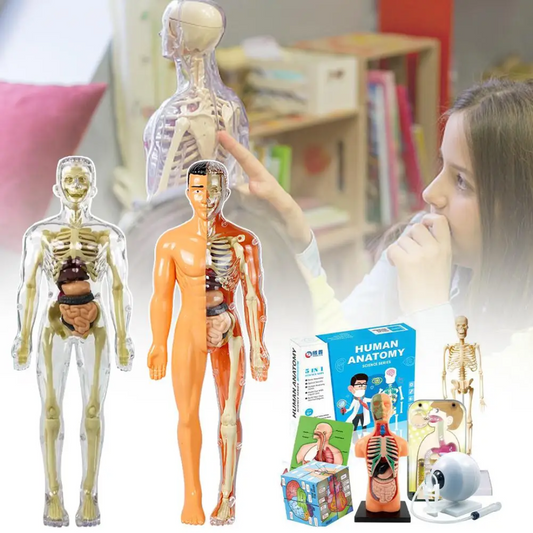 Ontdek het menselijk lichaam met de Body Buddy Anatomie Set